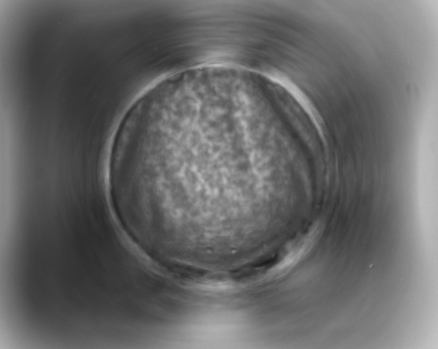 X0000088390957200706051115