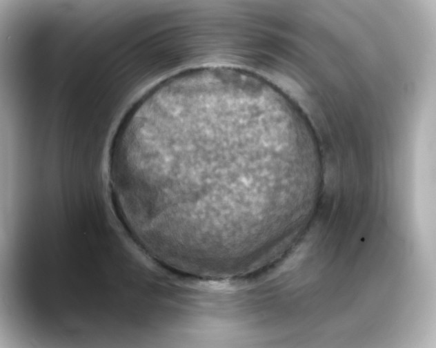 X0000088390990200706051114