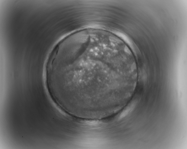 X0000088390999200706051114