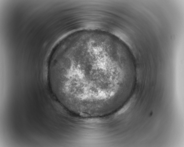 X0000088391021200706051114