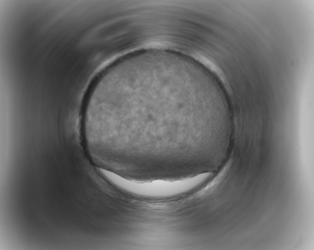 X0000088391029200706051114