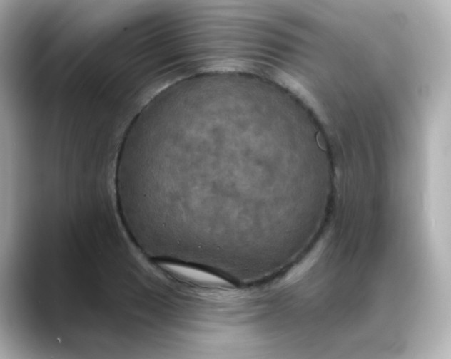 X0000088391033200706051114