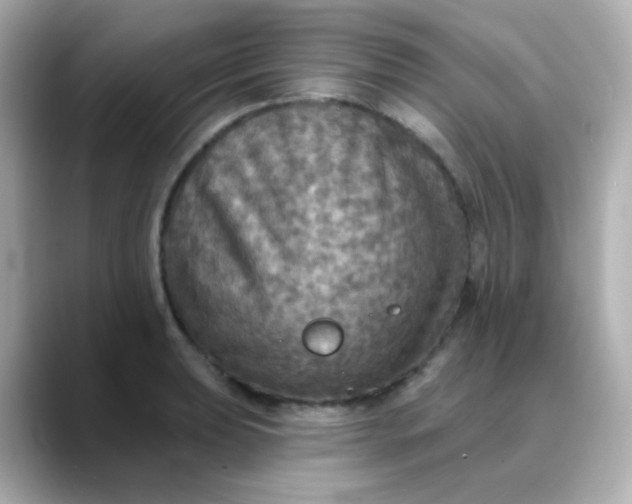 X0000088391039200706051114