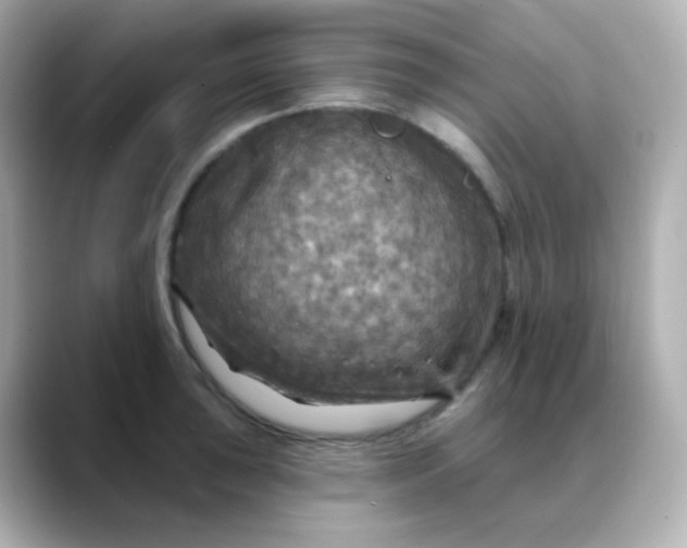 X0000088391043200706051114