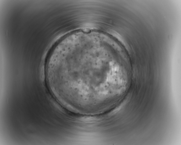 X0000088391075200706051113