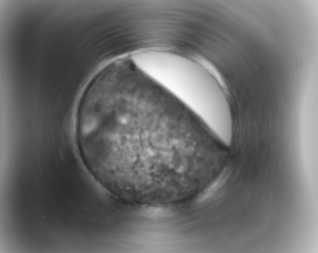 X0000088391099200706051113