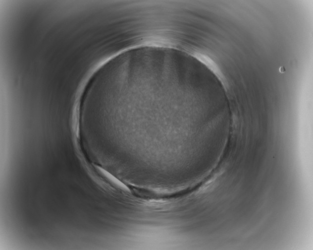 X0000088391128200706051113