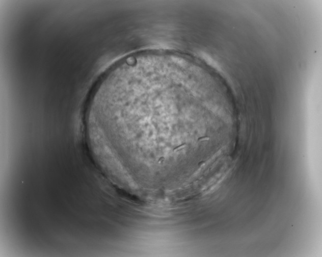 X0000088391215200706051111