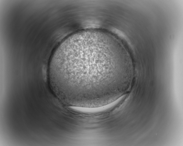 X0000088391217200706051111