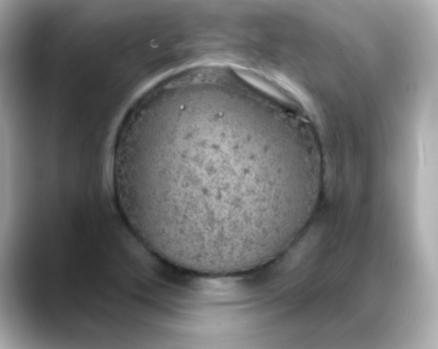 X0000088391272200706051111