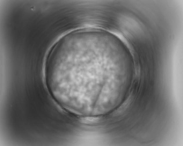 X0000088391294200706051111