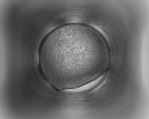 X0000088391317200706051110