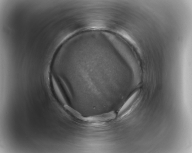 X0000088391325200706051110