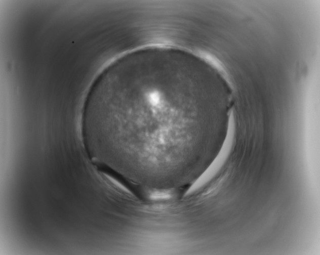 X0000088391326200706051110