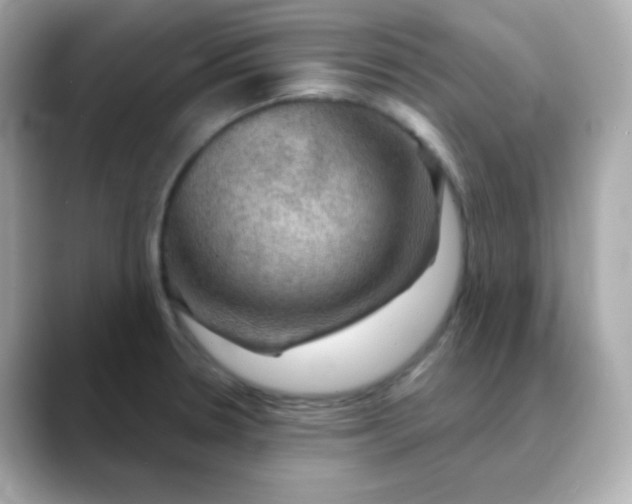 X0000088391330200706051110