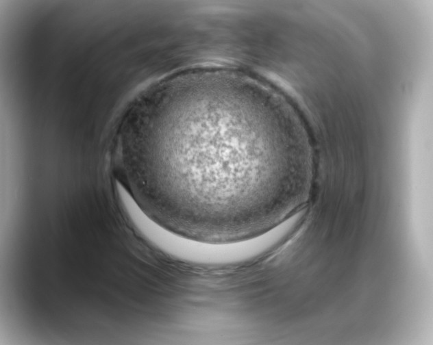 X0000088391355200706051110