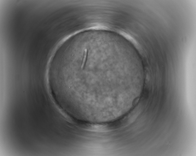 X0000088391375200706051110