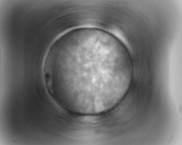 X0000088391380200706051110