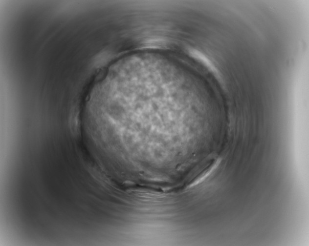 X0000088391403200706051109