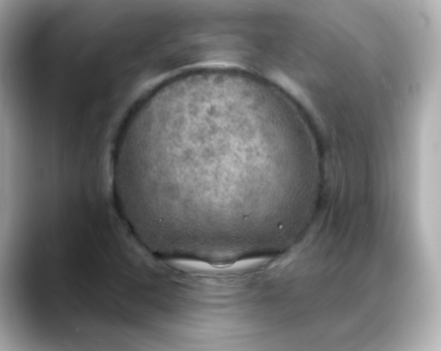 X0000088391408200706051109