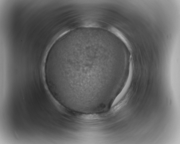 X0000088391434200706051109