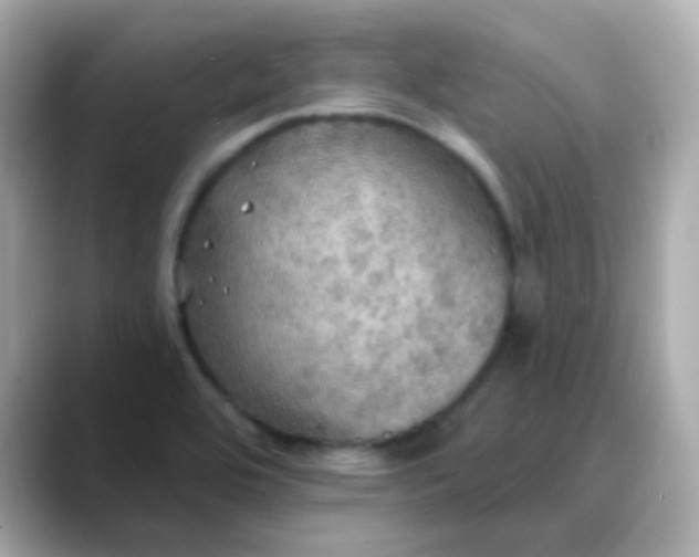 X0000088391464200706051109