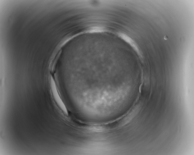 X0000088391473200706051108