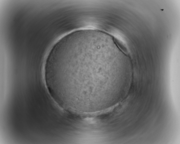 X0000088391480200706051108