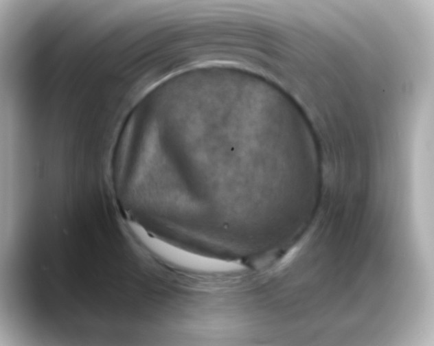 X0000088391521200706051108