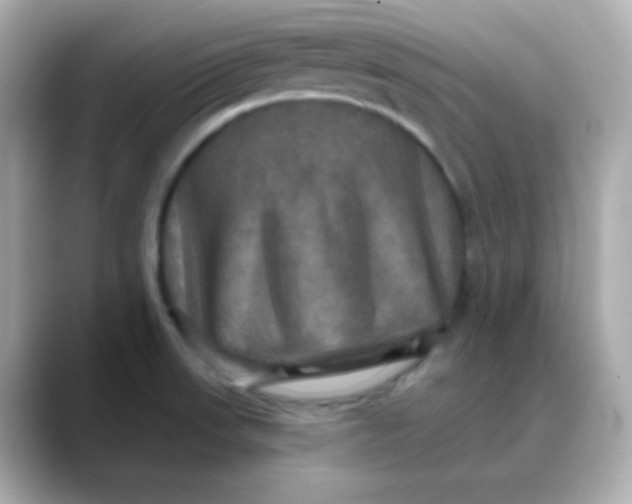 X0000088391523200706051108