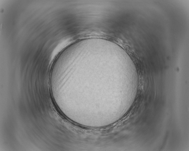 X0000088390004200706121221