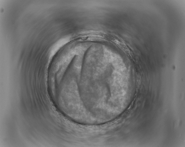 X0000088390006200706121221