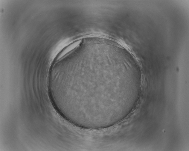 X0000088390007200706121221