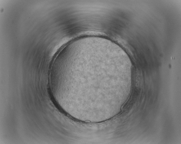 X0000088390015200706121221