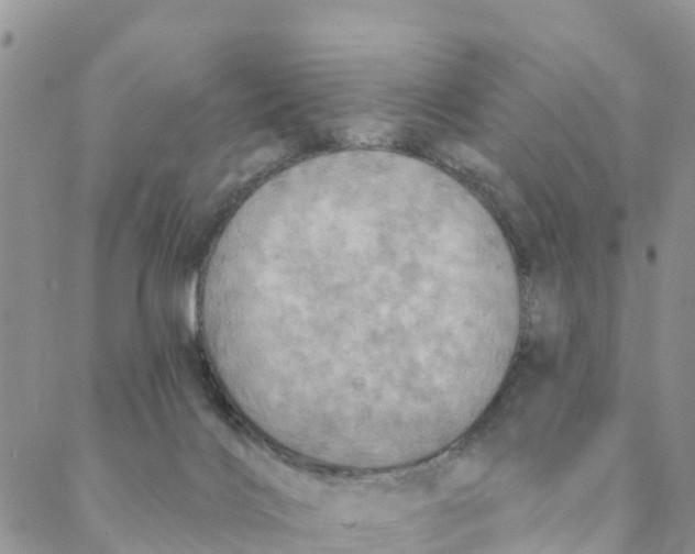 X0000088390028200706121221