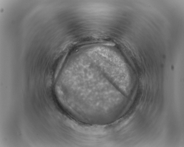 X0000088390032200706121221