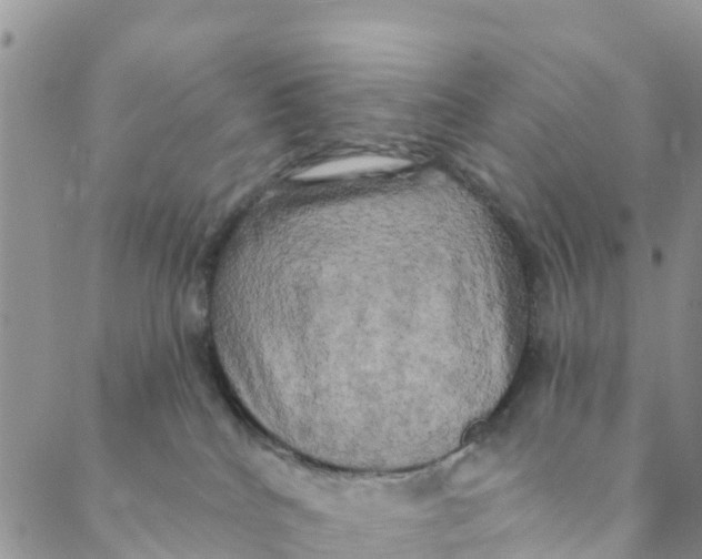 X0000088390040200706121221