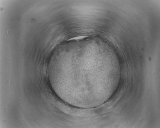 X0000088390044200706121221