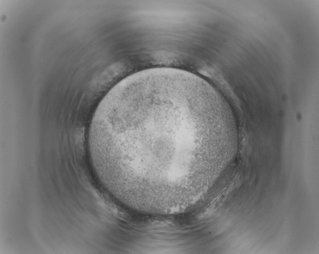 X0000088390066200706121220