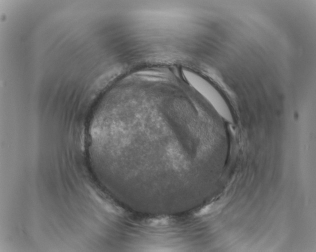 X0000088390068200706121220