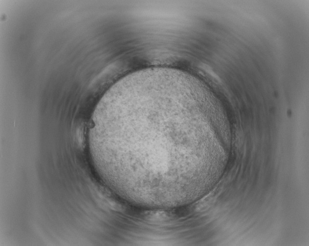 X0000088390074200706121220