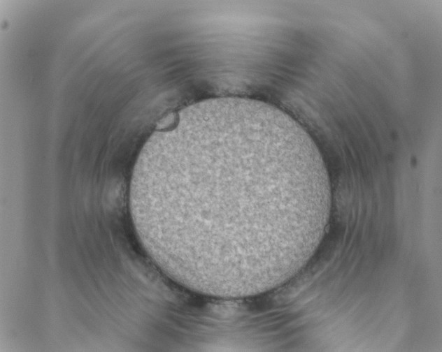 X0000088390079200706121220