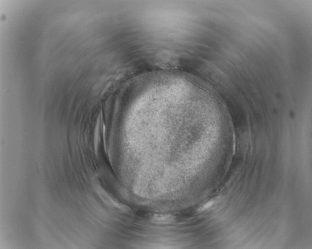 X0000088390088200706121221