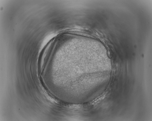 X0000088390102200706121220