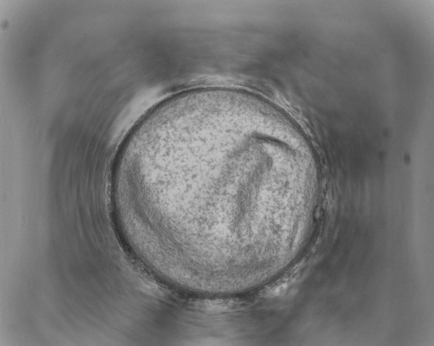 X0000088390103200706121220