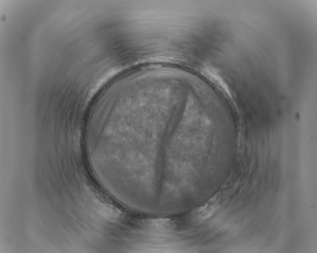 X0000088390108200706121220