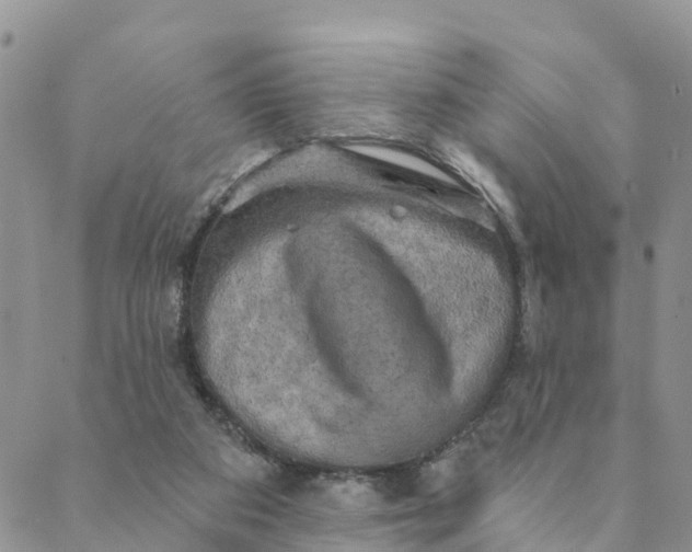 X0000088390113200706121220