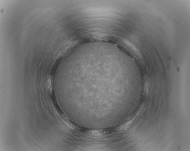 X0000088390121200706121220