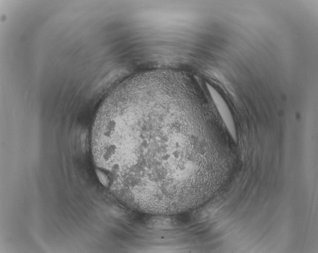 X0000088390123200706121219