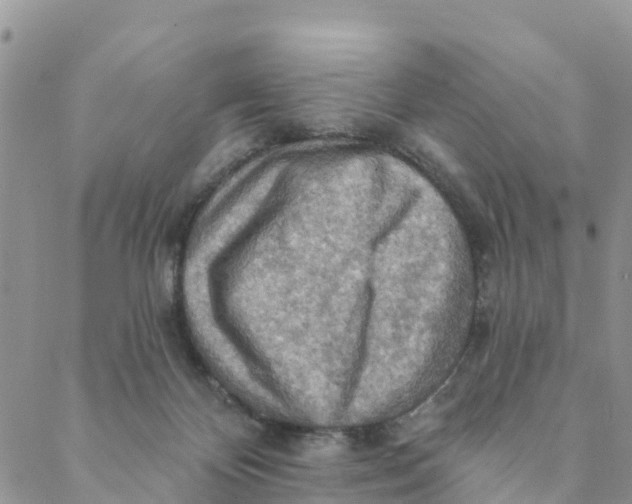 X0000088390124200706121219